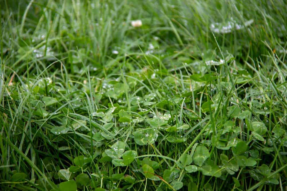 Fine Particle Urea and Urease Inhibitors: Proven Improvements in Nitrogen Efficiency
