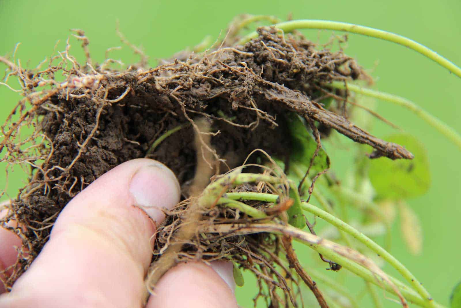 Summary of: Using Humic Compounds to Improve Efficiency of Fertiliser Nitrogen