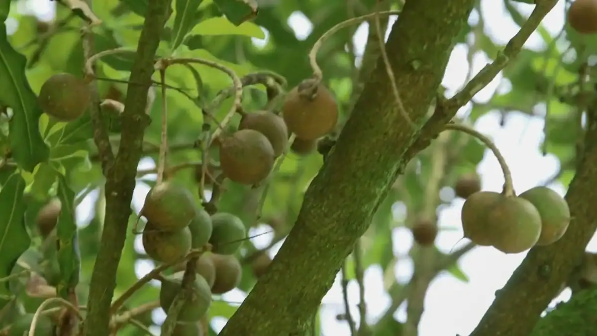 Macadamia nuts ripening on the tree at Piccadilly Park